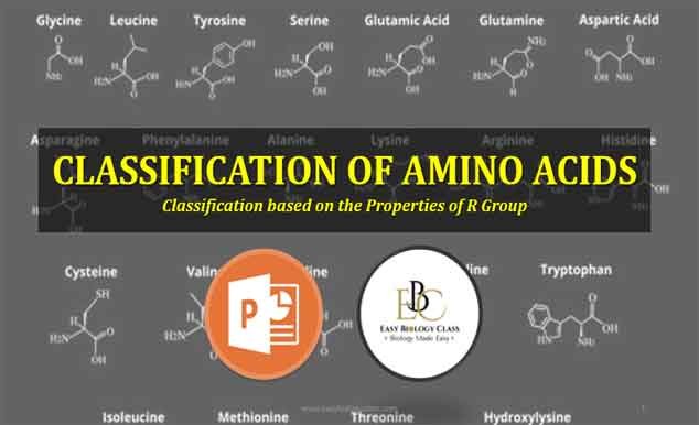 classification of amino acids ppt