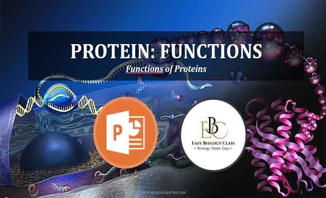 Functions of Proteins PPT