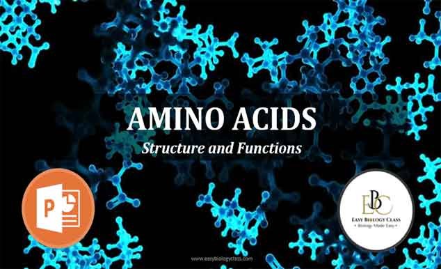 structure of amino acids ppt
