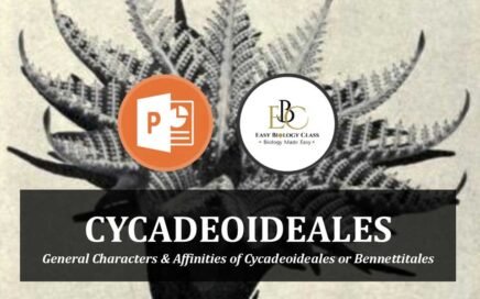 Bennettitales (Cycadeoideales) PPT