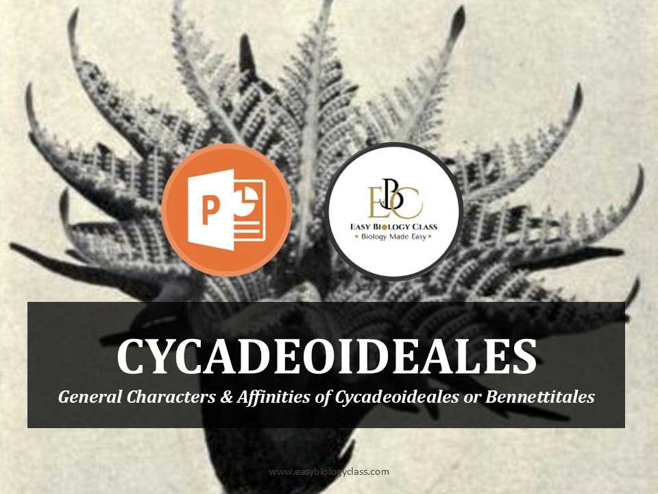 Bennettitales (Cycadeoideales) PPT