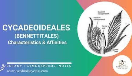 Bennettitales