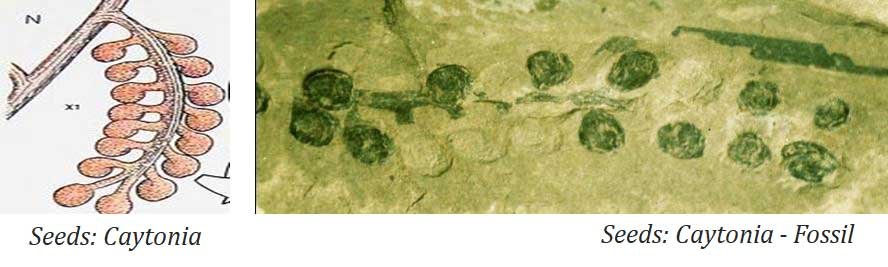 Caytonia Fossil