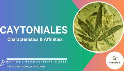 Characteristics of Caytoniales