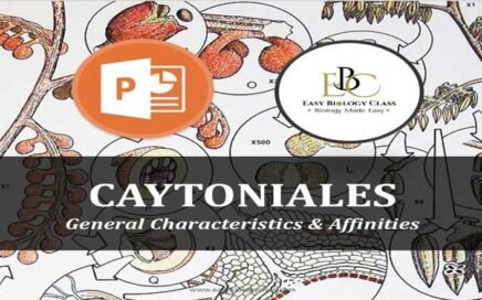 Caytoniales PPT