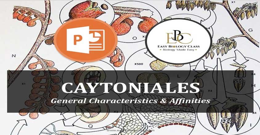 Caytoniales PPT