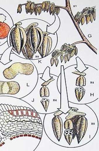 Caytonia Male Synangia