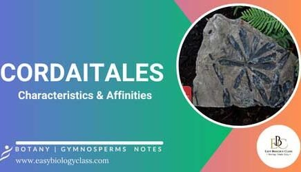 Characteristics of Cordaitales
