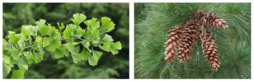 Affinities of Cordaitales with Ginkgoales