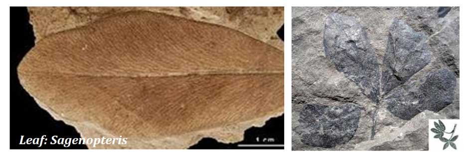 Caytonia Leaf