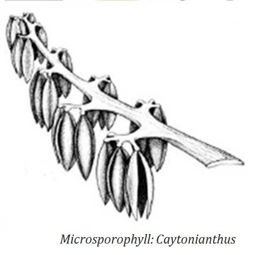 Microsporophyll of Caytoniales