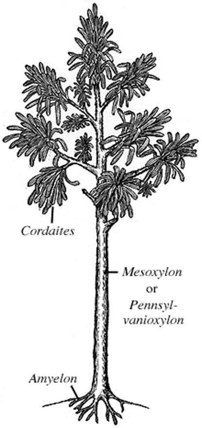 Exaples of Cordaitales