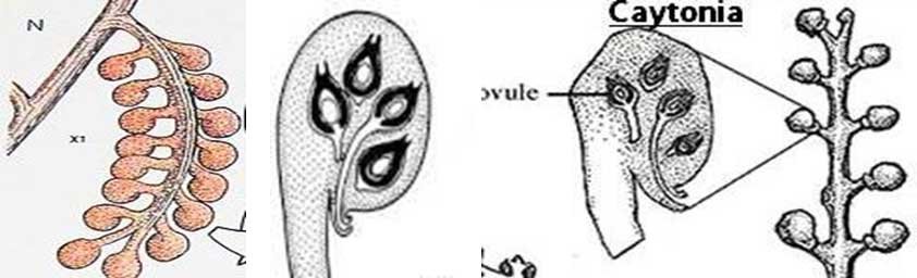 Caytonia characters