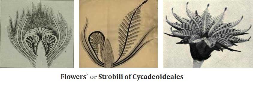 Cycadeoideales (Bennettitales)