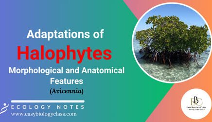 Adaptations of Halophytes (Avicennia)
