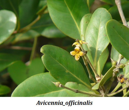 Adaptations of Halophytes (Avicennia)