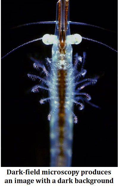 dark field microscope