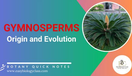 evolution of gymnosperms