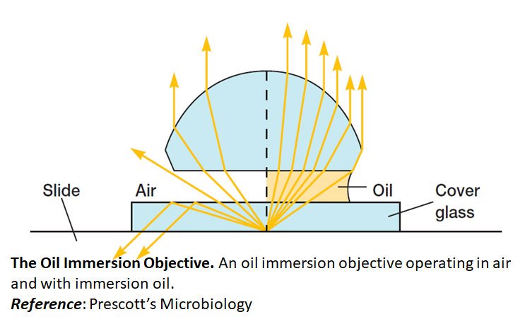 oil immersion and resolution