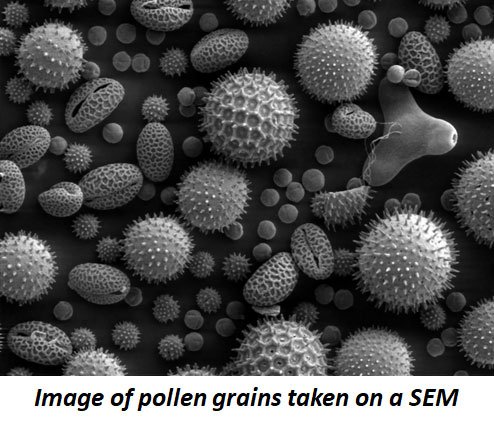 specimen preparation in SEM