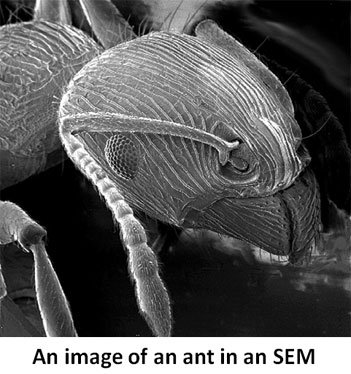 ant sem image
