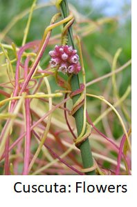 cuscuta blooms