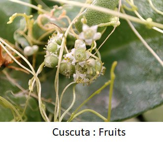 reproduction in cuscuta
