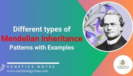 pattern of mendelian inheritance
