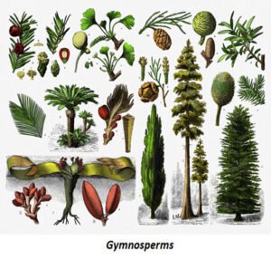 gymnosperm diversity