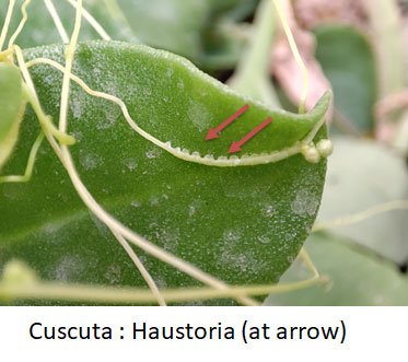 plant haustoria
