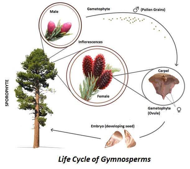 gymnosperm life cycle