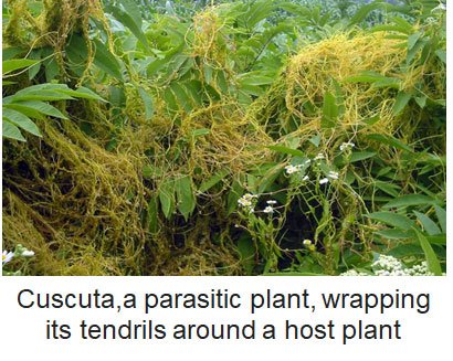Parasitic adaptations of Cuscuta