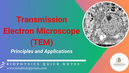 principle of TEM