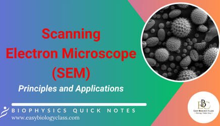 technique of SEM imaging