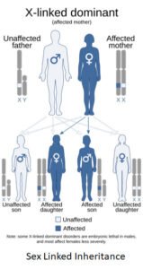 sex linked inheritance