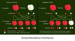 mendelian inheritance Patterns