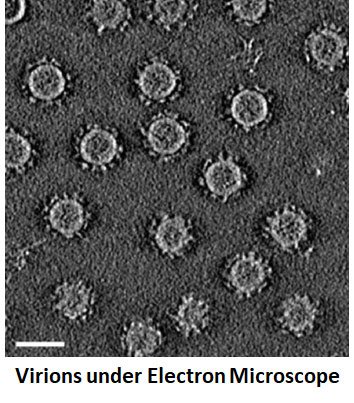 virus under microscope