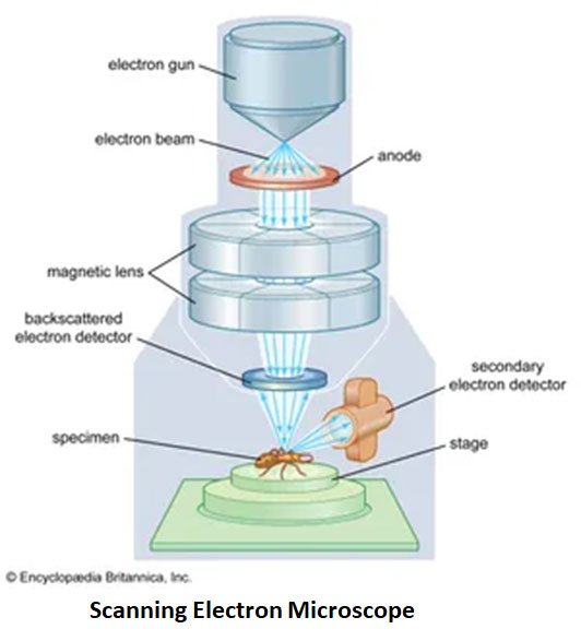 Principle of Scanning Electron Microscope
