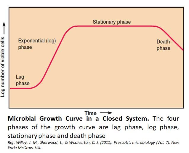 bacterial growth curve