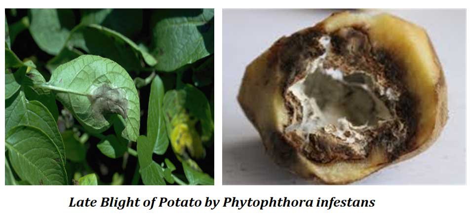 example of disease forecasting