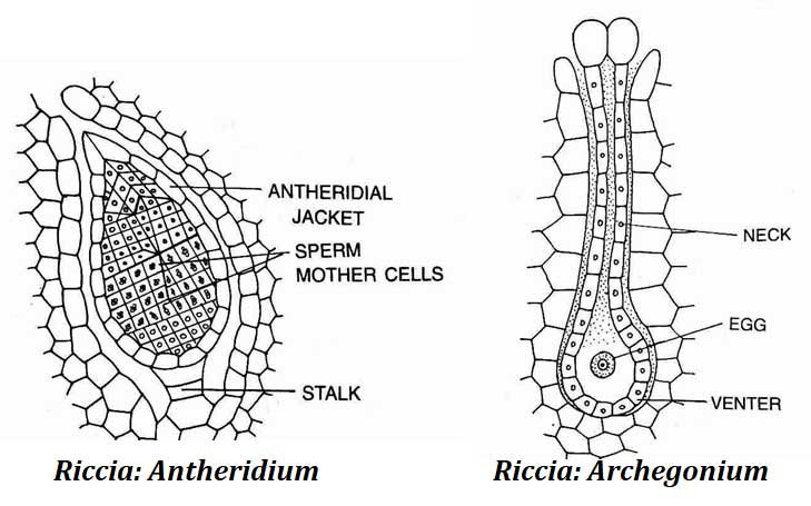 sex organs in riccia