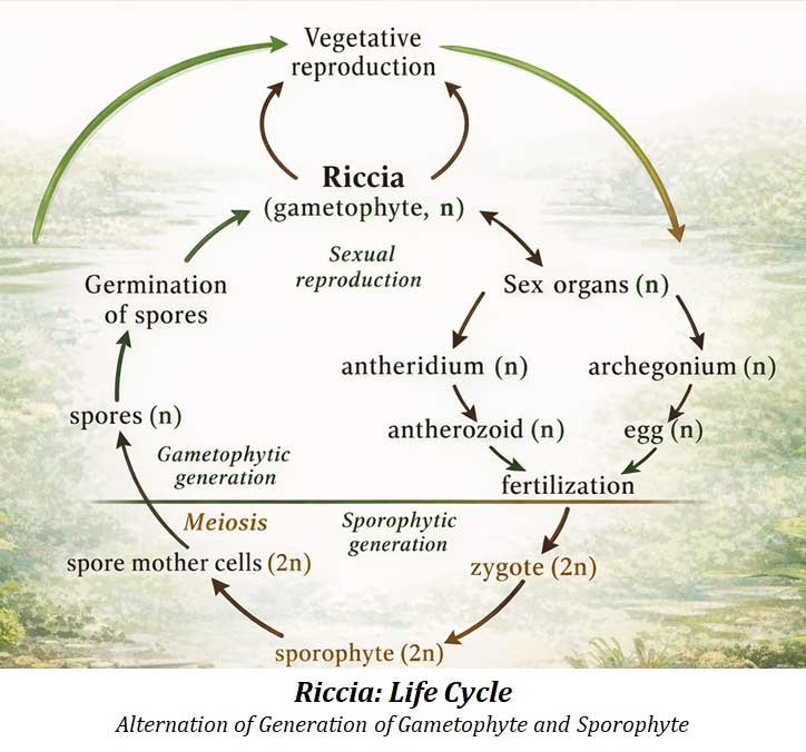 life cycle of riccia