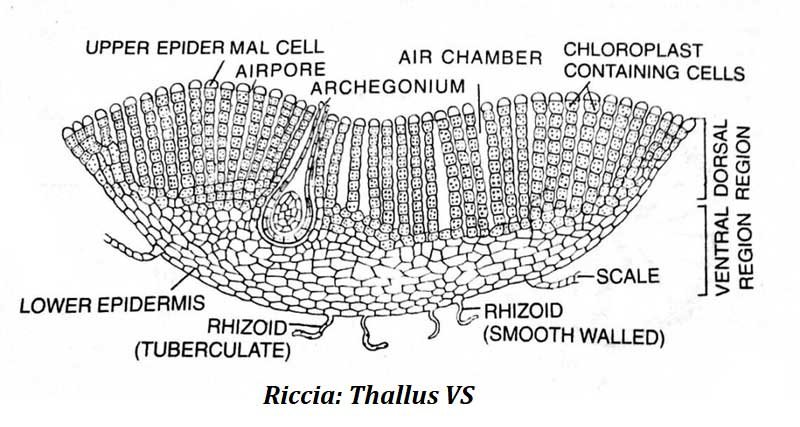 diagram or riccia for record