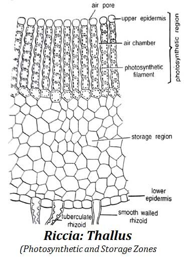 photosynthetic and storage regions of riccia