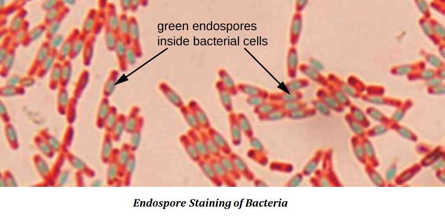 how to visualize endospore in bacteria