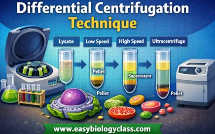 differential-centrifugation-technique