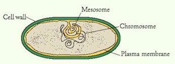 what are mesosomes