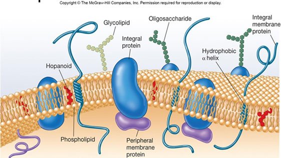 bacterial cell membrane